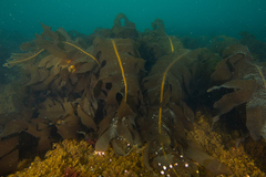Undaria pinnatifida