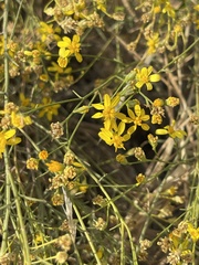 Gutierrezia californica