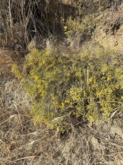 Gutierrezia californica