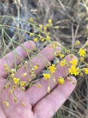 Gutierrezia californica