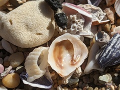 Bostrycapulus pritzkeri