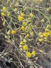 Gutierrezia californica