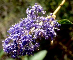 Ceanothus caeruleus
