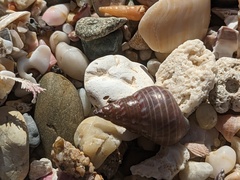 Phasianotrochus eximius