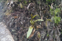 Elaphoglossum paleaceum