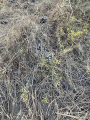 Gutierrezia californica