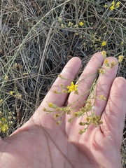 Gutierrezia californica
