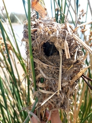 Phleocryptes melanops