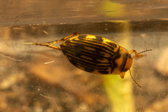 Hydroporinae