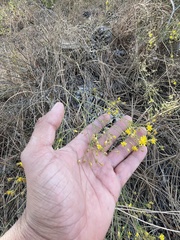 Gutierrezia californica
