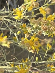 Gutierrezia californica