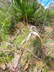 Caladenia venusta