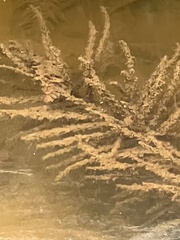 Ceratophyllum demersum