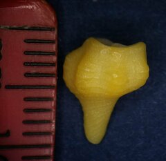 Triplofusus giganteus