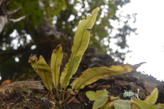 Elaphoglossum paleaceum