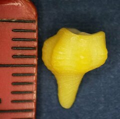 Triplofusus giganteus