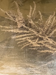 Ceratophyllum demersum