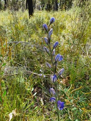 Thelymitra aristata