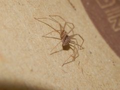 Loxosceles simillima