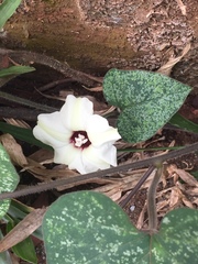 Hewittia malabarica