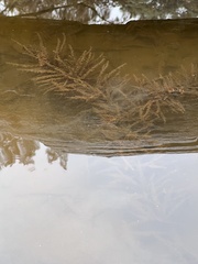 Ceratophyllum demersum