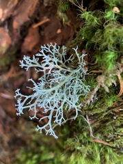 Sphaerophorus venerabilis