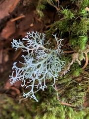 Sphaerophorus venerabilis