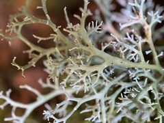 Sphaerophorus venerabilis