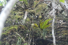 Elaphoglossum paleaceum