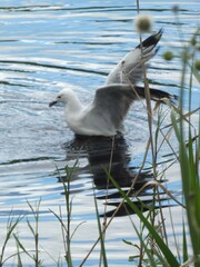 Chroicocephalus novaehollandiae