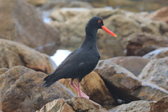 Haematopus moquini