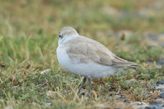Charadrius marginatus