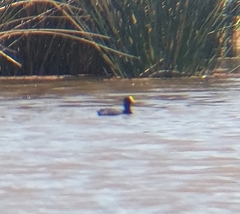 Fulica leucoptera