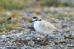 Charadrius marginatus