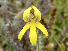 Goodenia arguta
