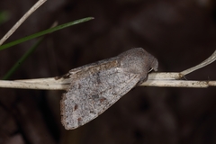 Orthosia incerta
