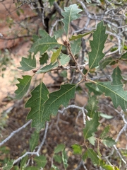 Quercus welshii