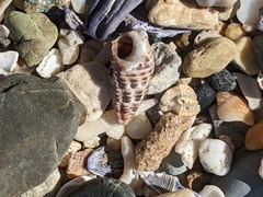 Batillaria australis