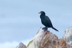 Microcarbo coronatus