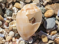 Phalium bandatum