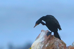 Microcarbo coronatus