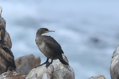 Phalacrocorax capensis