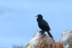 Microcarbo coronatus