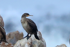 Phalacrocorax capensis