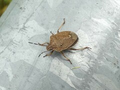Oncocoris similis