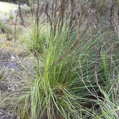 Gahnia grandis