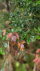 Toxicodendron orientale
