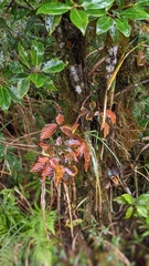 Toxicodendron orientale