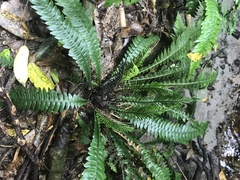 Blechnum chambersii