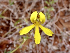 Goodenia arguta